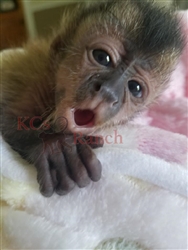 Available Primates